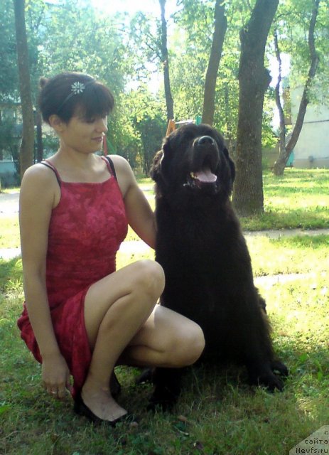 Фото: ньюфаундленд Потап Ярика (Potap Yarika), Анастасия Марченко