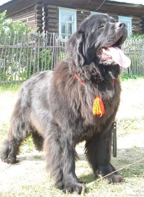 Фото: ньюфаундленд Их Высочество Баттерфляй Блэк Омелия