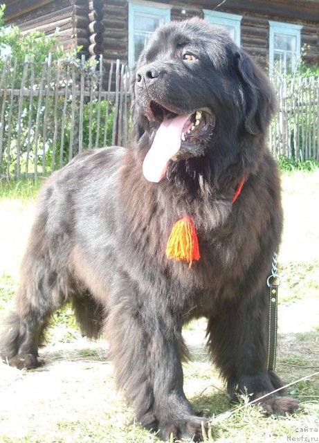 Фото: ньюфаундленд Их Высочество Баттерфляй Блэк Омелия