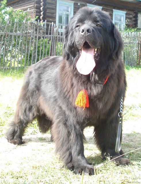 Фото: ньюфаундленд Их Высочество Баттерфляй Блэк Омелия