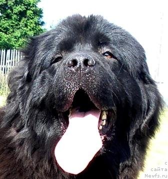 Фото: ньюфаундленд Их Высочество Баттерфляй Блэк Омелия