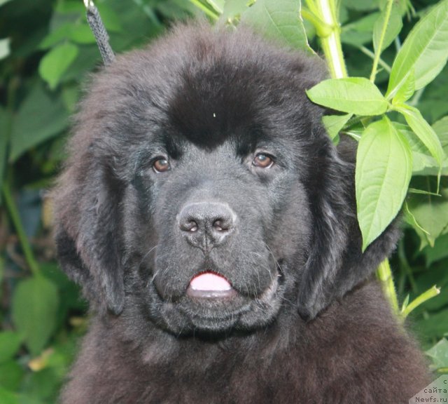 Фото: ньюфаундленд Акватория Келвин Нахимов