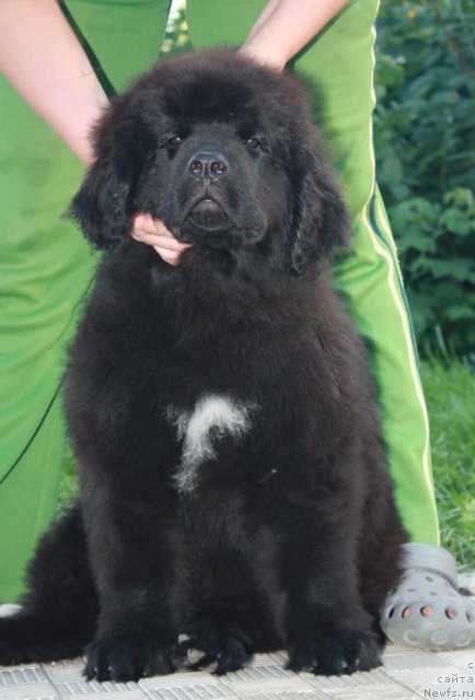 Фото: ньюфаундленд Акватория Келвин Ньютон