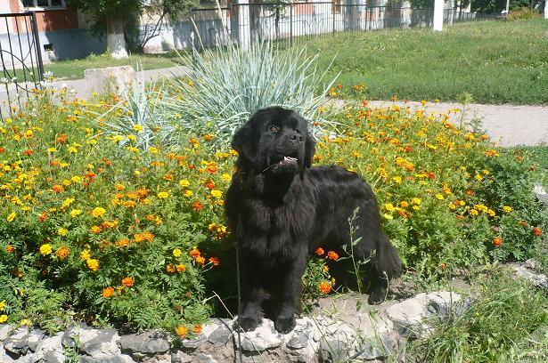 Фото: ньюфаундленд Ундина Белл-Айл от Цацибы (Undina Bell-Ail ot Tsatsyby)