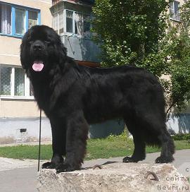 Фото: ньюфаундленд Ундина Белл-Айл от Цацибы (Undina Bell-Ail ot Tsatsyby)