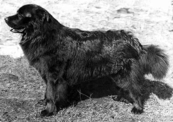 Фото: ньюфаундленд Сэр Ал Гнорси Бурке