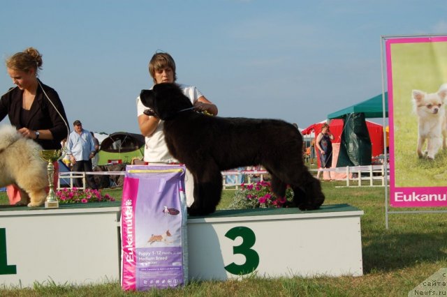 Фото: ньюфаундленд Bowaters Braveheart Nuo Ozo Kalvu