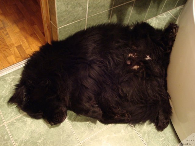 Фото: ньюфаундленд Смигар Дар Божий