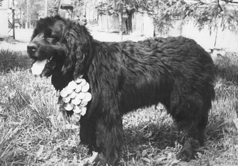 Фото: ньюфаундленд Юджи Гёз