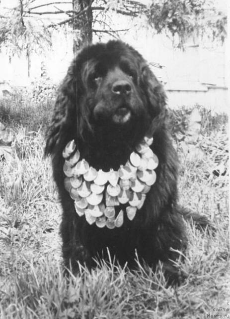 Фото: ньюфаундленд Юджи Гёз