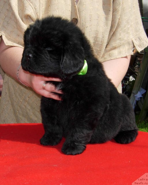 Фото: ньюфаундленд Смигар Шуд би Бэст