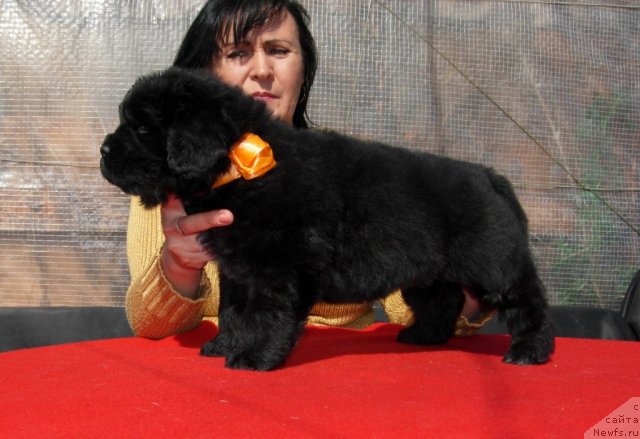 Фото: ньюфаундленд Смигар Шкипер Балтики