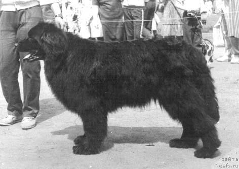 Фото: ньюфаундленд Сандри Жу