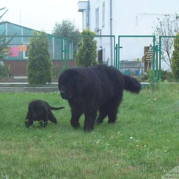 Фото: ньюфаундленд Кенни