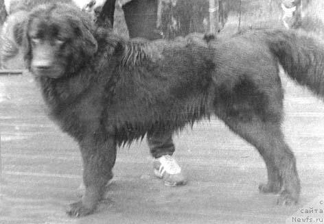 Фото: ньюфаундленд Герда Ник