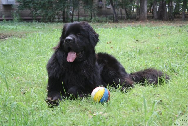 Фото: ньюфаундленд Дюрбахлер Клаб Аль Почино