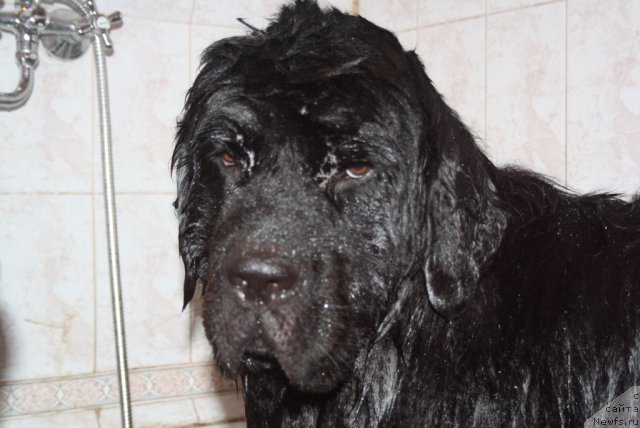 Фото: ньюфаундленд Дюрбахлер Клаб Аль Почино