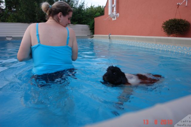 Фото: Елена Розенфельд, ньюфаундленд Аквиан Сонг Зеро Гравити (Akvian Song Zero Graviti)