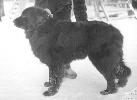 Фото: ньюфаундленд Орби Моллидэн