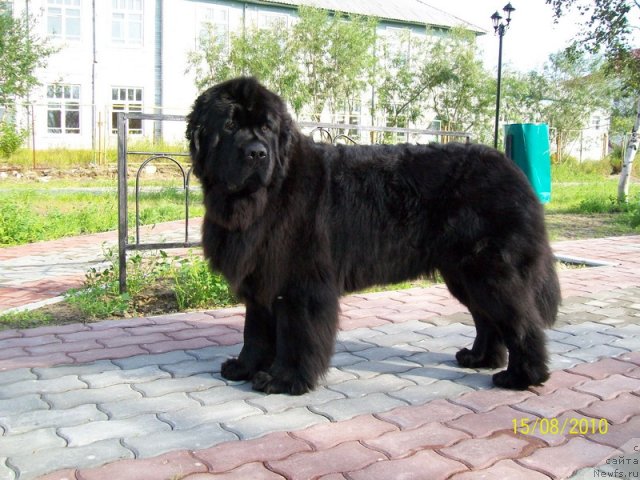 Фото: ньюфаундленд Fortuna of Giant's Island