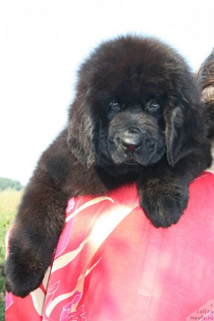 Фото: ньюфаундленд Ювелинда Повелительница Огня