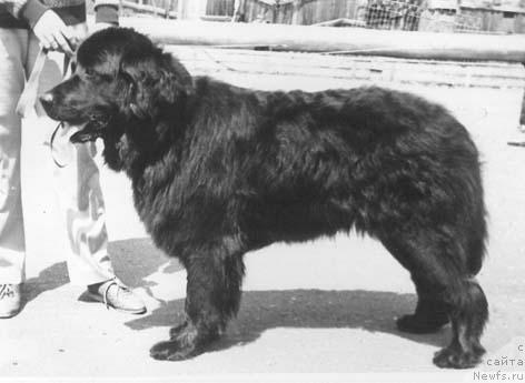 Фото: ньюфаундленд Онора Моллидэн