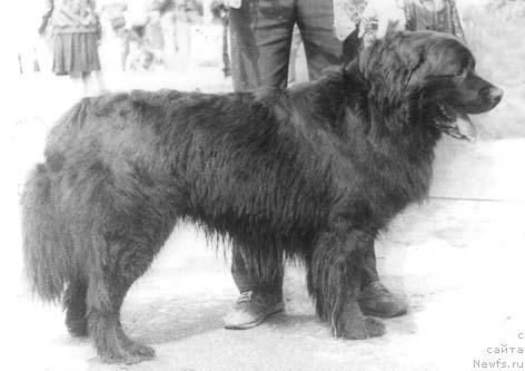 Фото: ньюфаундленд Ост Моллидэн