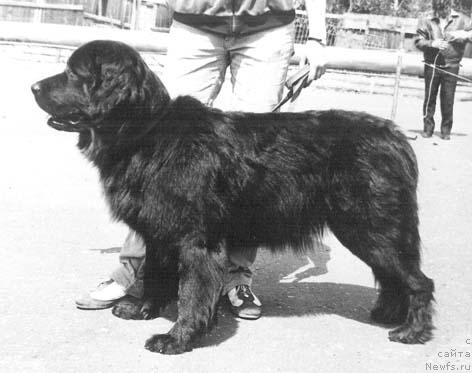 Фото: ньюфаундленд Ольда Моллидэн