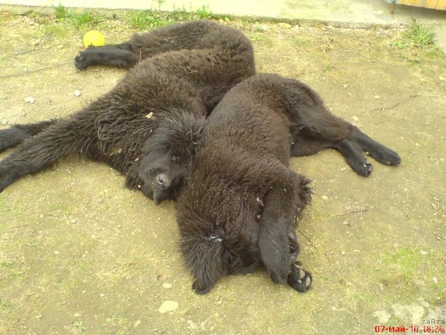 Фото: ньюфаундленд Сердец Королева, ньюфаундленд Судьбы Подарок