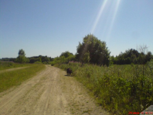 Фото: ньюфаундленд Судьбы Подарок