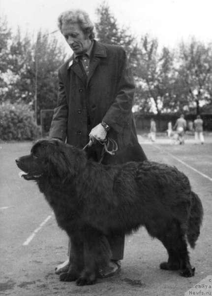 Фото: ньюфаундленд Ал Габор Бурке