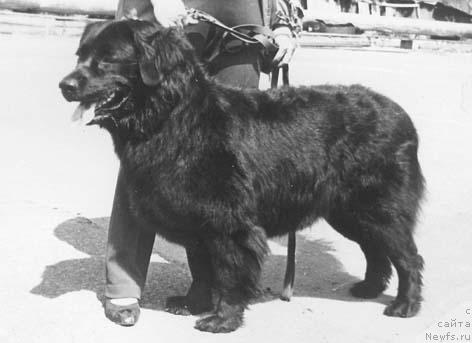 Фото: ньюфаундленд Одилия Моллидэн