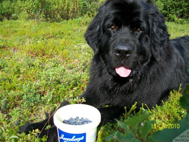 Фото: ньюфаундленд Глория Гранд Блек