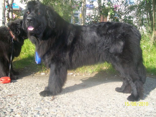 Фото: ньюфаундленд Глория Гранд Блек