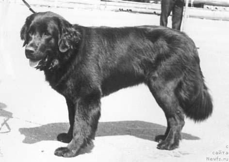 Фото: ньюфаундленд Ода Моллидэн