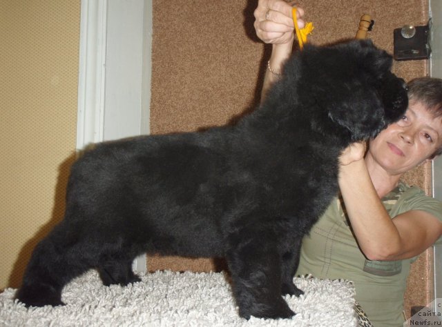 Фото: ньюфаундленд Нэйче  Вивид из Медвежьего Яра