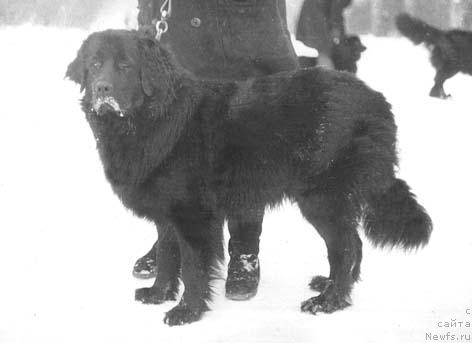 Фото: ньюфаундленд Паллада Хим Эсс