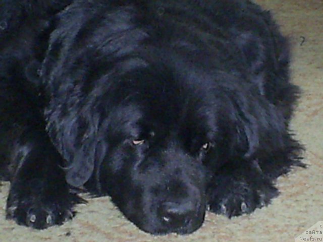 Фото: ньюфаундленд Одесса