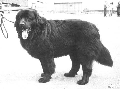 Фото: ньюфаундленд Пан Аргон Амар