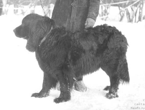 Фото: ньюфаундленд Несси Грейз