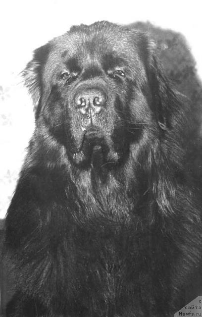 Фото: ньюфаундленд Жашот Ют Та