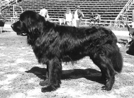 Фото: ньюфаундленд Жерарди Ют Та