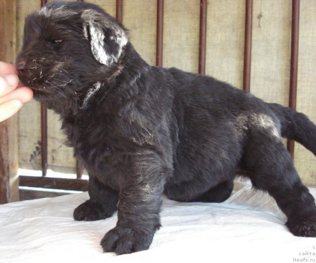 Фото: ньюфаундленд Аэвелия Баттерфляй