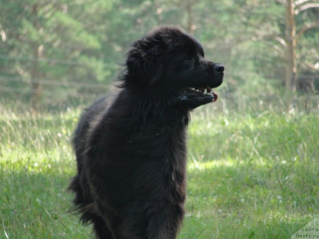 Фото: ньюфаундленд Жемчужина Сибири от Марлеон Дусвик