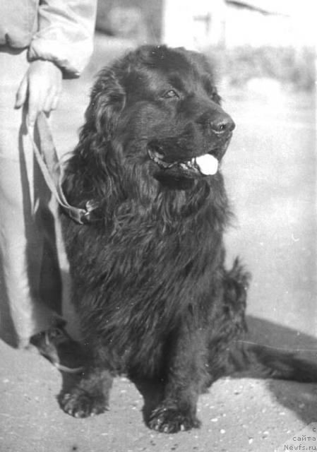 Фото: ньюфаундленд Жофрей Жакольд