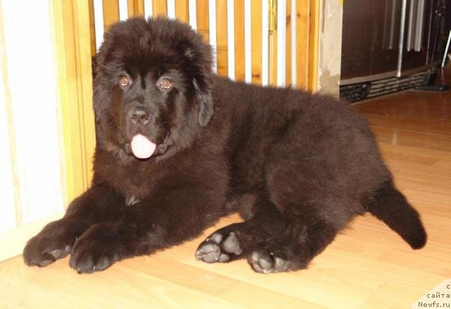 Фото: ньюфаундленд Gimenej Golden Star