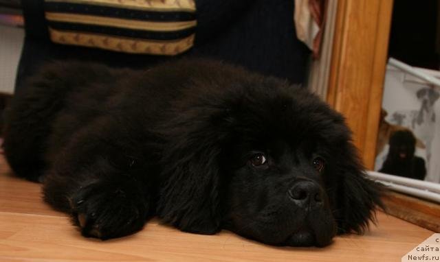 Фото: ньюфаундленд Gimenej Golden Star