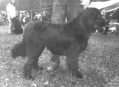 Фото: ньюфаундленд Найдо Дебия