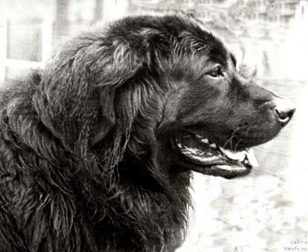 Фото: ньюфаундленд Гун Багир