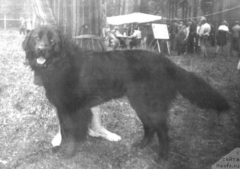 Фото: ньюфаундленд Сейни Зико